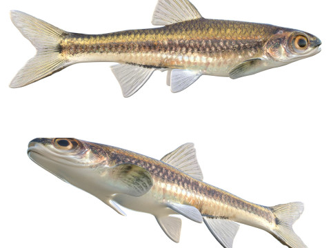 沿海闪光鱼 3D 模型