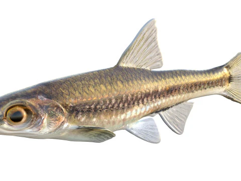 Coastal Shiner fish 3D Model
