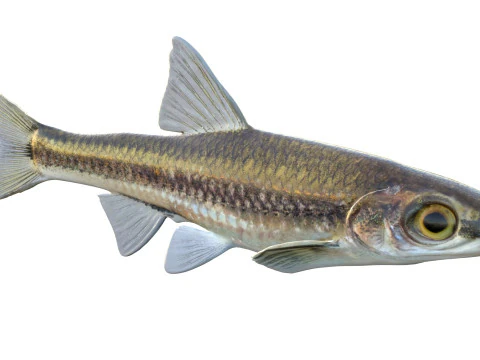 Coastal Shiner fish 3D Model