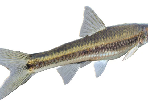 Coastal Shiner fish 3D Model