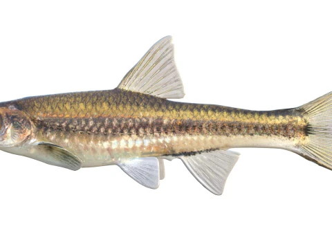 Coastal Shiner fish 3D Model