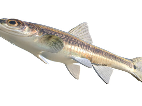 沿海闪光鱼 3D 模型