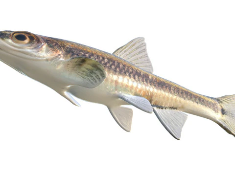 Coastal Shiner fish 3D Model