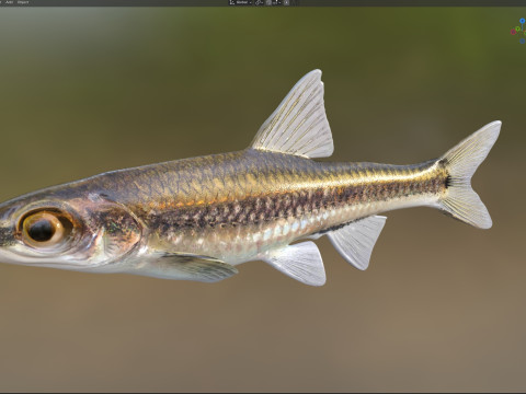 沿海闪光鱼 3D 模型