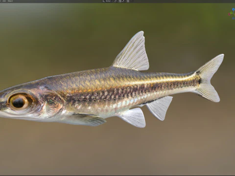 Coastal Shiner fish 3D Model