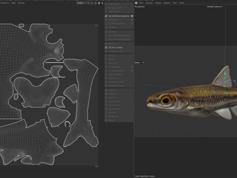 沿海闪光鱼 3D 模型