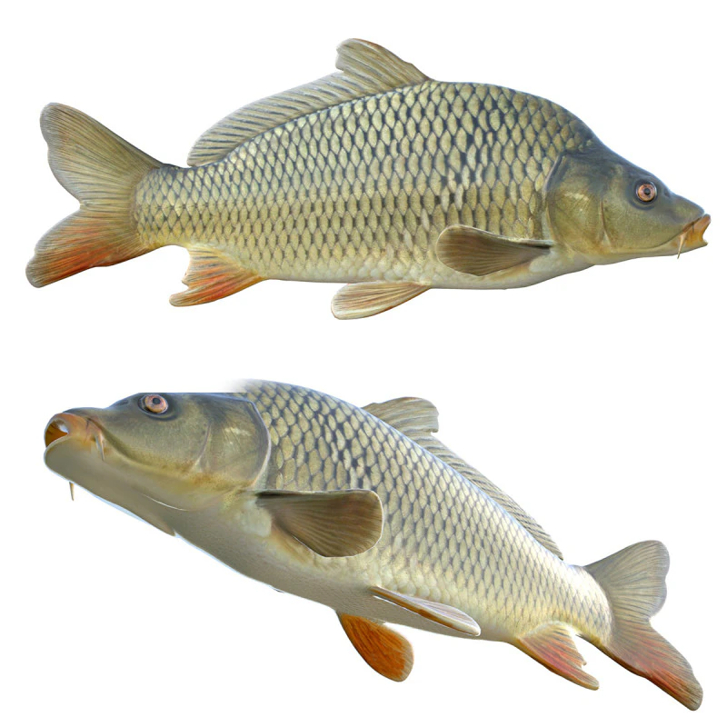 Common Carp fish 3D Model .c4d .max .obj .3ds .fbx .stl .blend