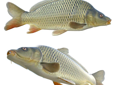 Pesce carpa comune Modello 3D