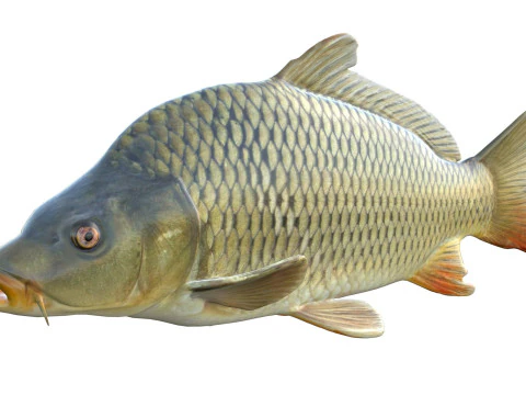 Common Carp fish 3D Model