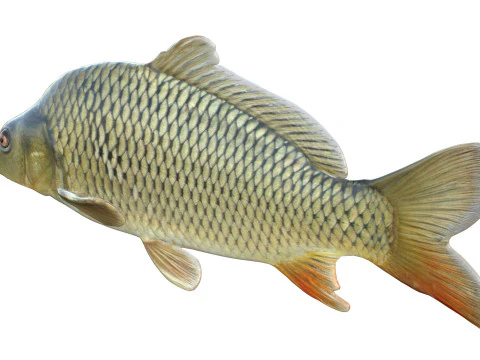 Common Carp fish 3D Model