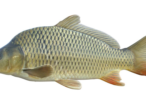 Обыкновенный карп 3D Модель