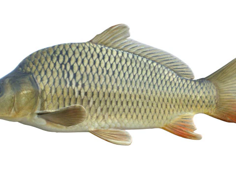 Common Carp fish 3D Model