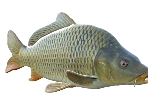 Common Carp fish 3D Model