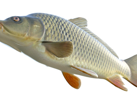 Обыкновенный карп 3D Модель