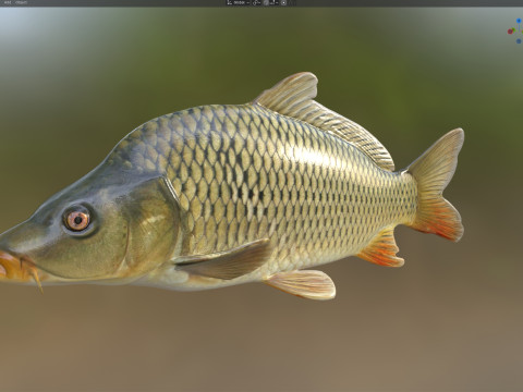 Обыкновенный карп 3D Модель