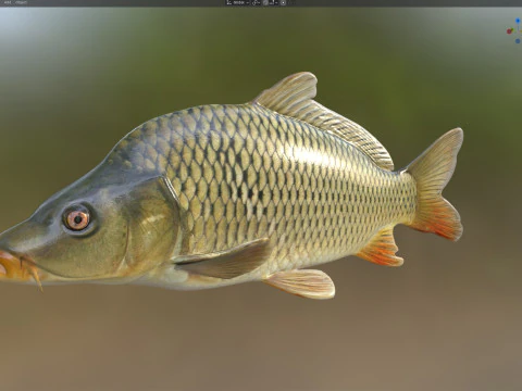 Common Carp fish 3D Model