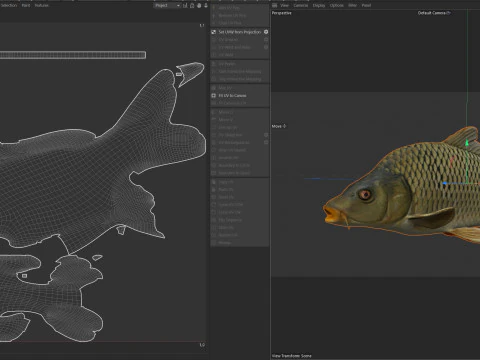 Common Carp fish 3D Model