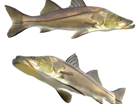 常见的斯努克鱼 3D 模型