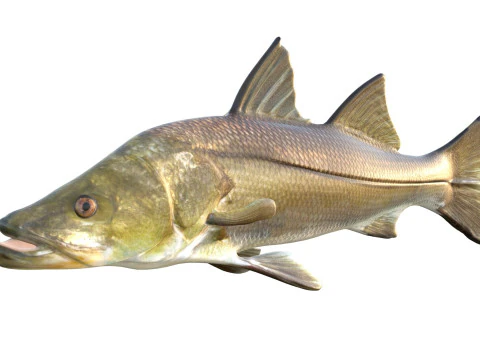 Ortak Snook balığı 3D Model