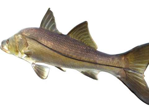 Ortak Snook balığı 3D Model