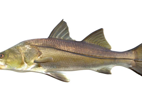 Ortak Snook balığı 3D Model