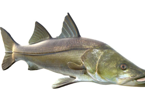 Ortak Snook balığı 3D Model