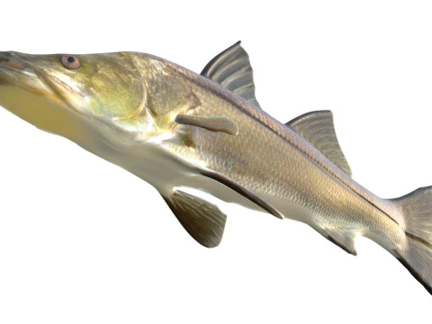 Ortak Snook balığı 3D Model