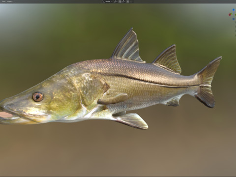 常见的斯努克鱼 3D 模型