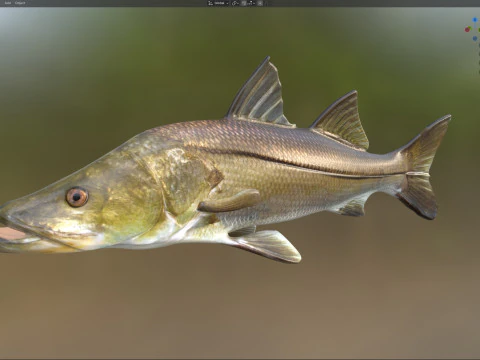Ortak Snook balığı 3D Model