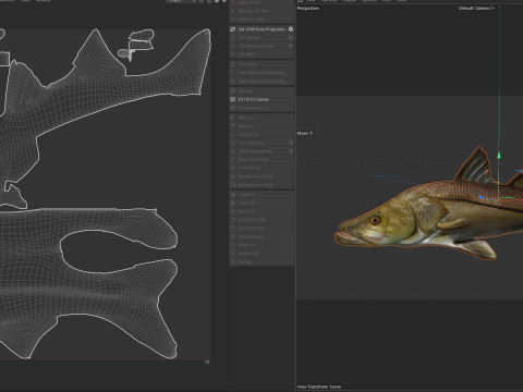 常见的斯努克鱼 3D 模型