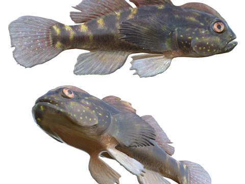 凤头虾虎鱼 3D 模型