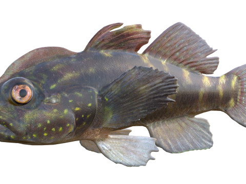 Рыба-бычок хохлатая 3D Модель