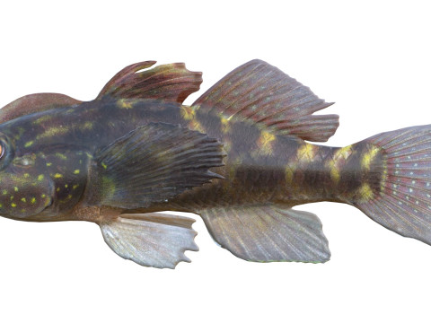 Рыба-бычок хохлатая 3D Модель