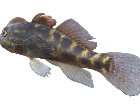 Рыба-бычок хохлатая 3D Модель