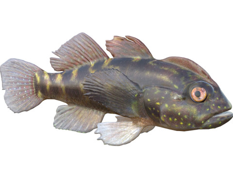 Рыба-бычок хохлатая 3D Модель