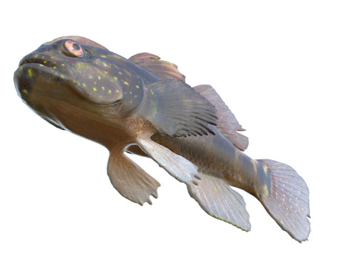 Рыба-бычок хохлатая 3D Модель