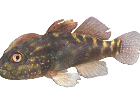 Рыба-бычок хохлатая 3D Модель