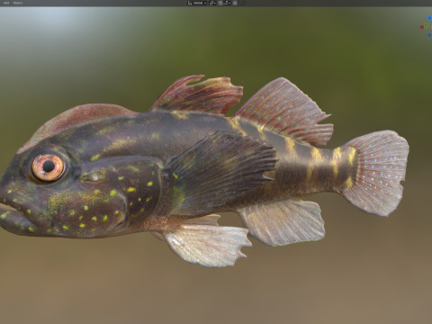 Рыба-бычок хохлатая 3D Модель