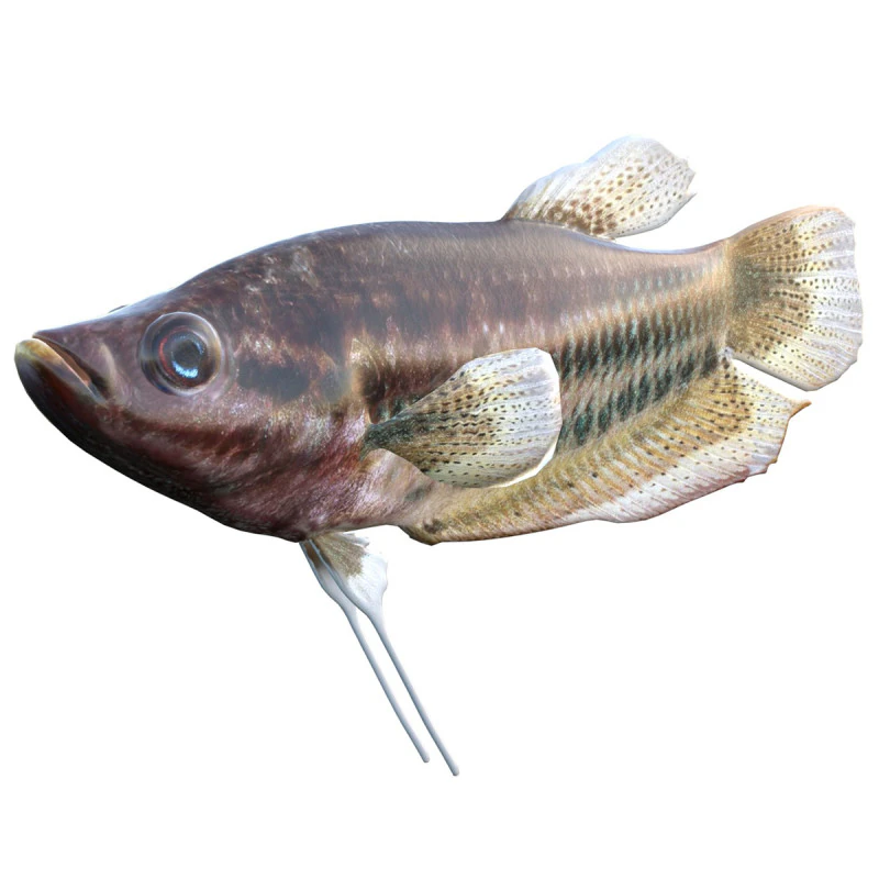 Croaking Gourami fish 3D Model .c4d .max .obj .3ds .fbx .stl .blend 