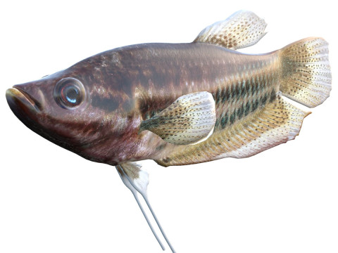 嘎嘎叫的古拉米鱼 3D 模型