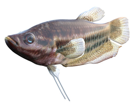 嘎嘎叫的古拉米鱼 3D 模型