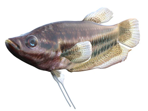 Croaking Gourami fish 3D Model