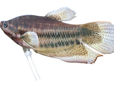 Croaking Gourami fish 3D Model