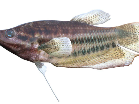 Croaking Gourami fish 3D Model