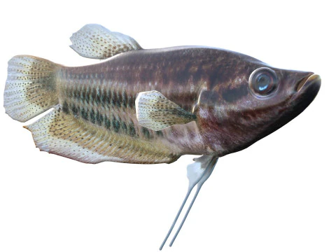 Croaking Gourami fish 3D Model