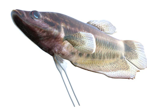 Croaking Gourami fish 3D Model