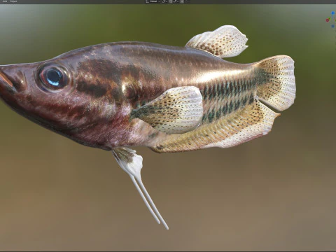 Croaking Gourami fish 3D Model