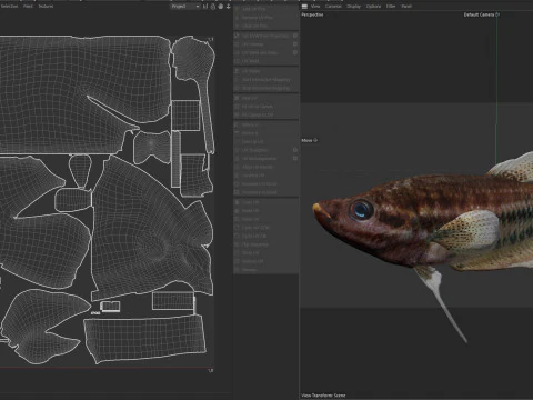 Croaking Gourami fish 3D Model