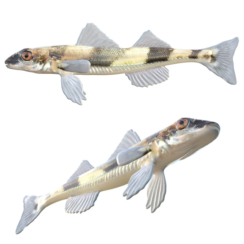 水晶鲈鱼 3D 模型 .c4d .max .obj .3ds .fbx .stl .blend 