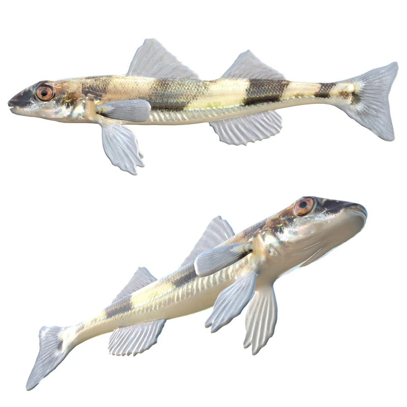 Peixe Darter de Cristal Modelo 3D .c4d .max .obj .3ds .fbx .stl .blend 